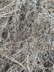 Galium angustifolium
