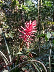 Aechmea distichantha