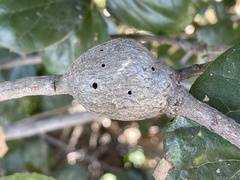 Callirhytis quercussuttoni