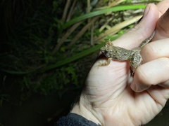 Phrynobatrachus natalensis