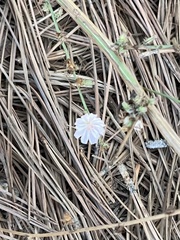 Stephanomeria diegensis