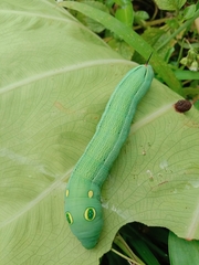 Hippotion celerio