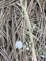 Stephanomeria diegensis