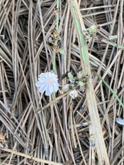 Stephanomeria diegensis
