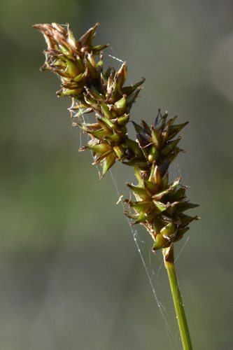 Lesser panicled sedge (Carex diandra)