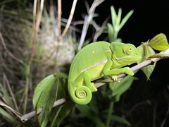 Chamaeleo dilepis