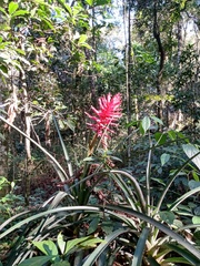 Aechmea distichantha