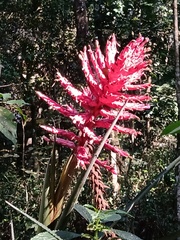 Aechmea distichantha