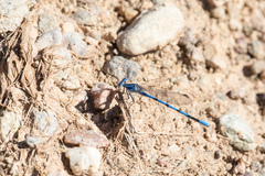 Argia agrioides