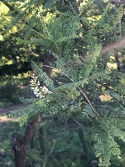 Eysenhardtia polystachya