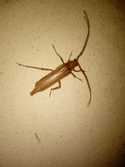 Malacopterus tenellus