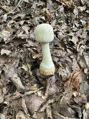 Amanita polypyramis