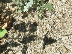 Chlosyne lacinia crocale