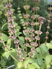 Stachys hispida