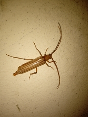 Malacopterus tenellus