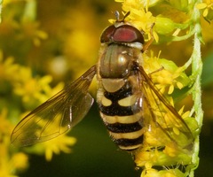 Syrphus torvus