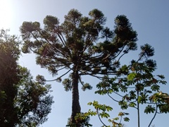 Araucaria angustifolia