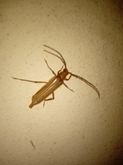 Malacopterus tenellus