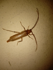 Malacopterus tenellus