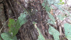 Leiobunum viridorsum