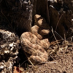 Crotalus pyrrhus