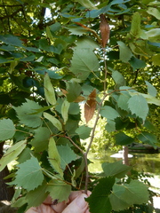 Tilia mongolica