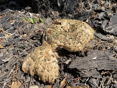 Neolentinus ponderosus