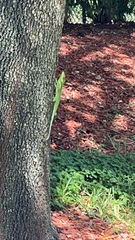 Anolis equestris