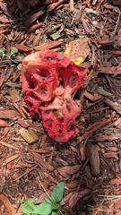Clathrus crispus