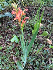 Chasmanthe aethiopica