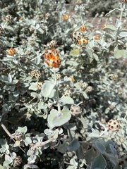 Buddleja marrubiifolia