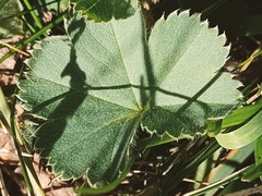Alchemilla xanthochlora
