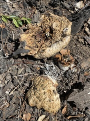 Neolentinus ponderosus