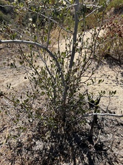 Cercocarpus