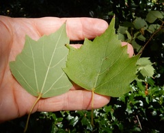 Tilia mongolica