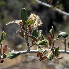 Cercocarpus