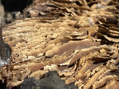 Neolentinus ponderosus