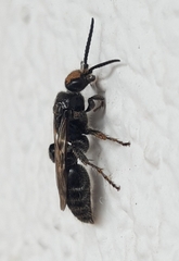 Tiphiinae