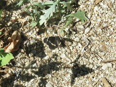 Chlosyne lacinia crocale