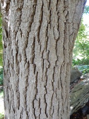 Tilia mongolica
