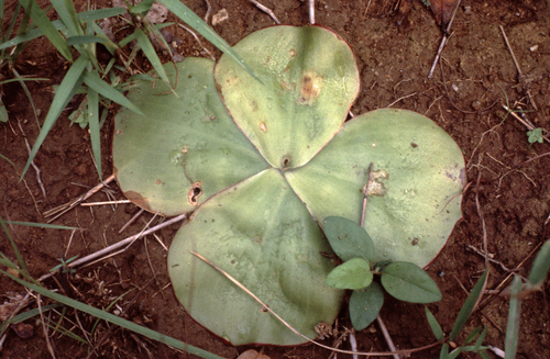 Costus spectabilis image