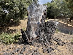 Neolentinus ponderosus