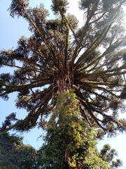 Araucaria angustifolia