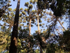 Araucaria angustifolia