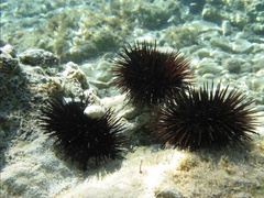 Euechinoidea