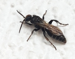 Tiphiinae