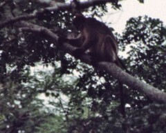 Piliocolobus tephrosceles