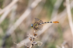 Erpetogomphus compositus