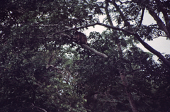 Piliocolobus tephrosceles