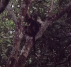 Piliocolobus tephrosceles